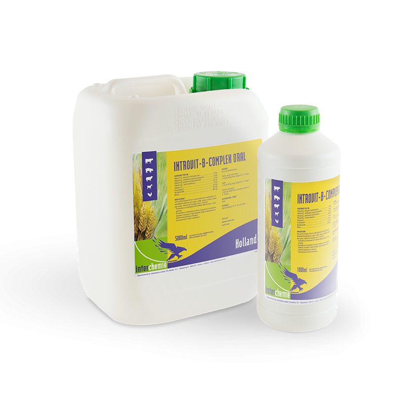 Introvit-B-Complex Oral
